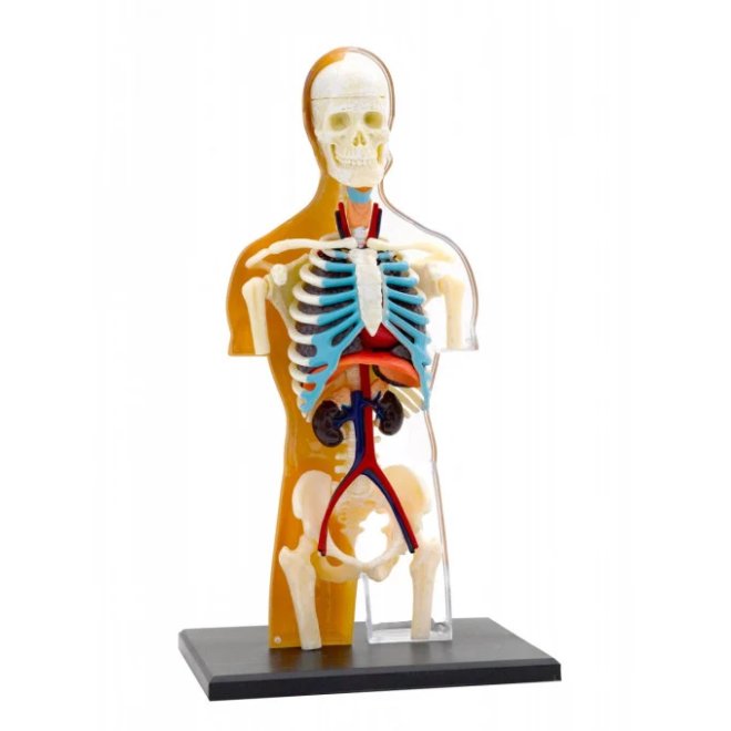 Kit STEM Anatomia corpului uman, Thames & Kosmos, 8 ani +